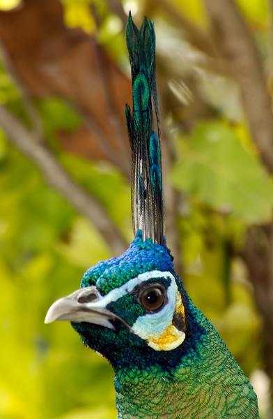 Peacock head shot,2
