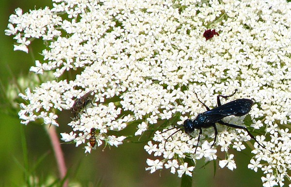 Queen Annes Lace all a buzz.