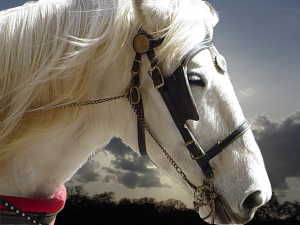 pegasus captured