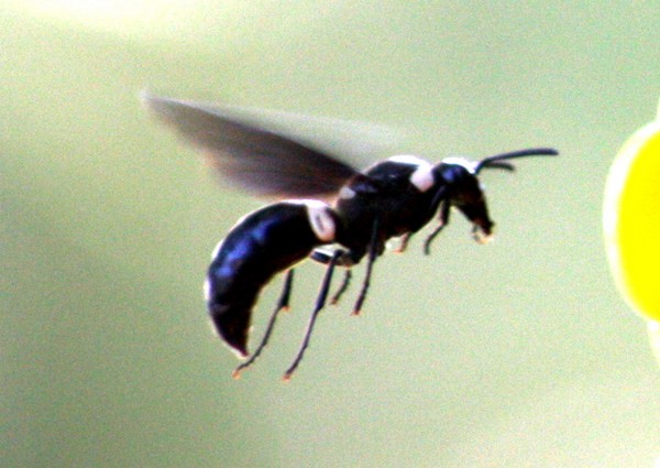 Hornet