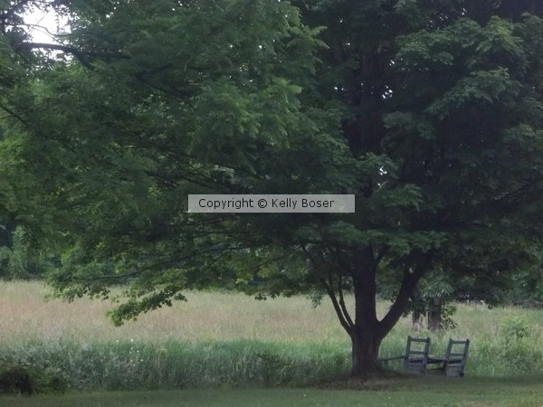 under a big tree