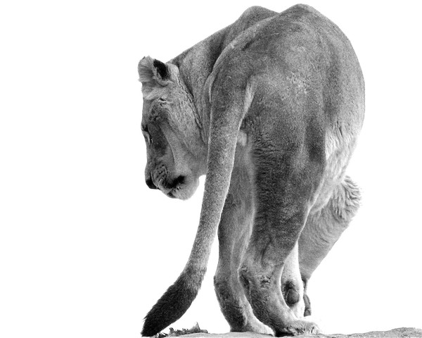 Lioness