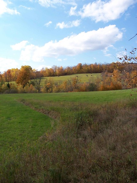 Field Of Color