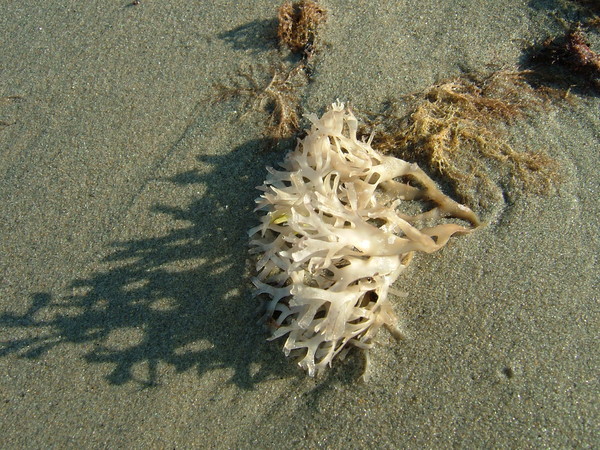 White Kelp