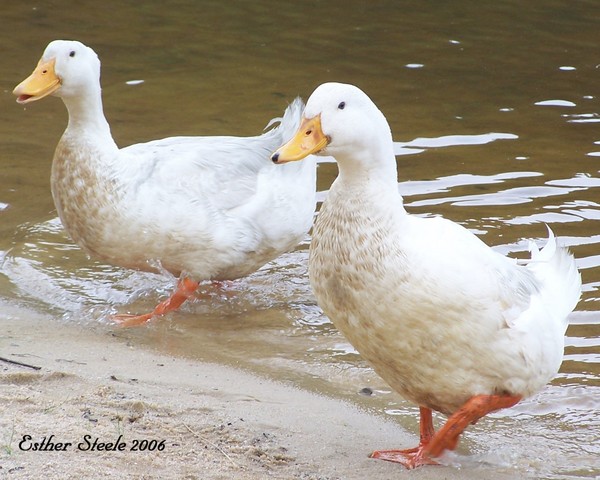 Quackers