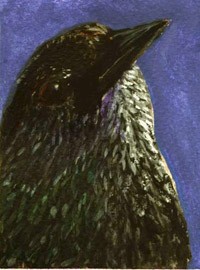 Starling love