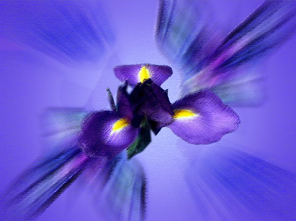 Violets