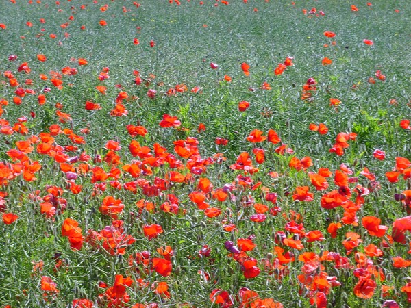 A field in bloom from a disturbed earth