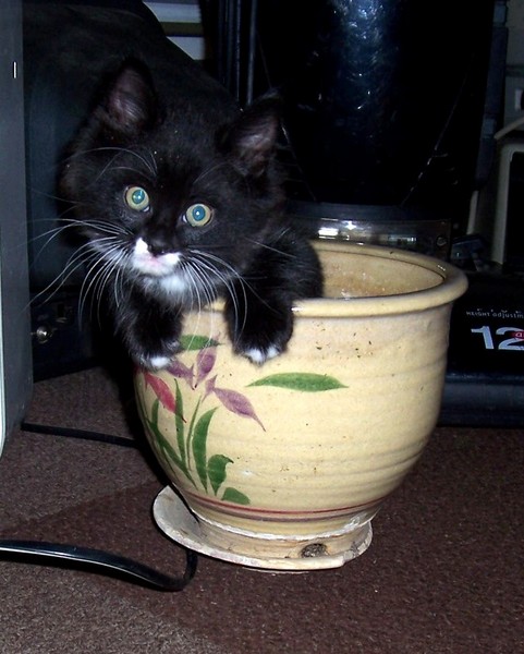 Baby In A Pot