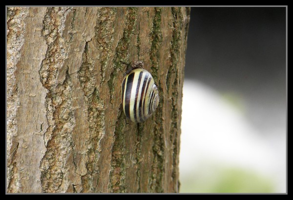 Snail