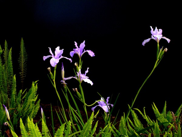 Flowers Against Black