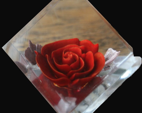 Captured Rose