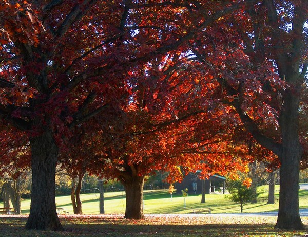 Autumn In The Park