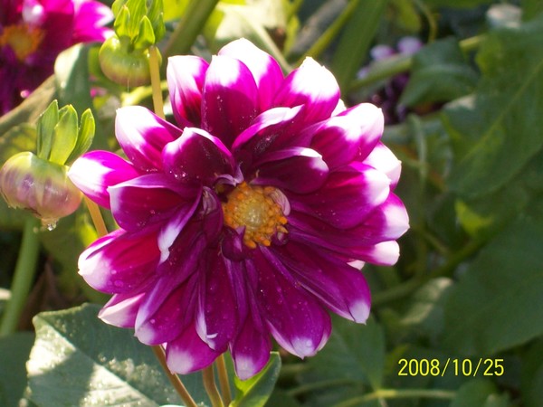 Fall Purple