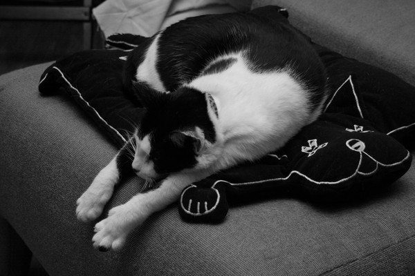Lovin' this pillow