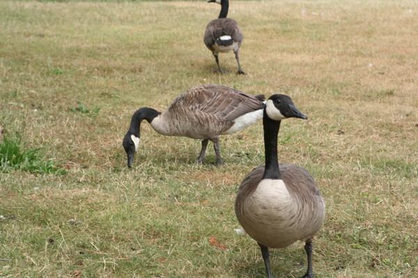 geese 1