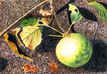 Apples on the Ground