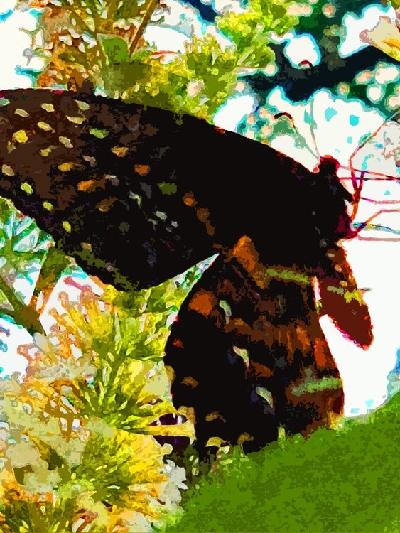 Dark Phase Tiger Swallowtail 5