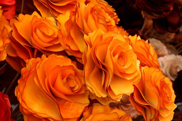 Roses