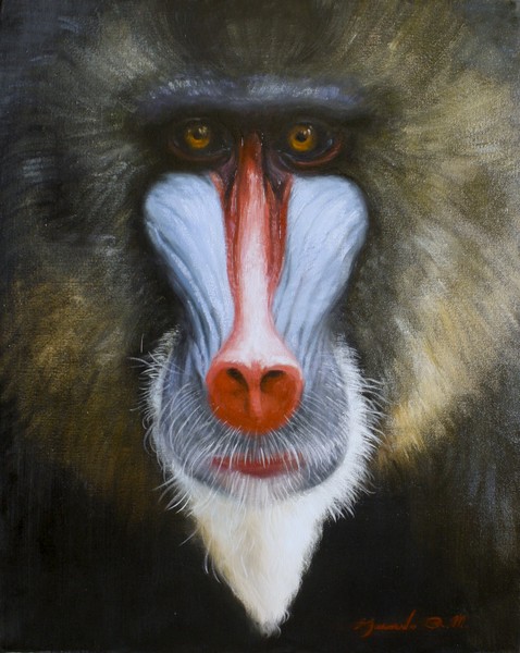 Mandrill Baboon 