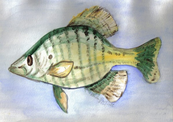 Crappie Fish