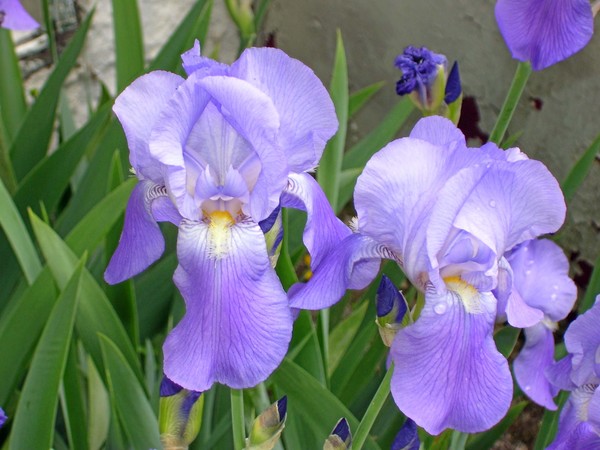 Purple Beauty