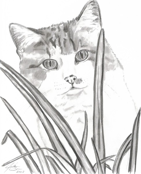 Kitty