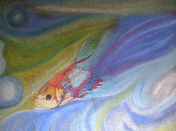 Koi