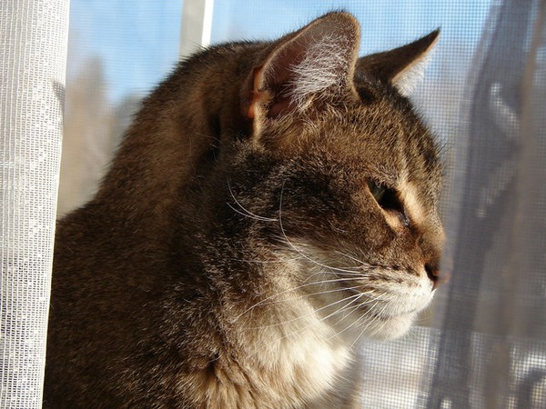 Cat Looking out Window