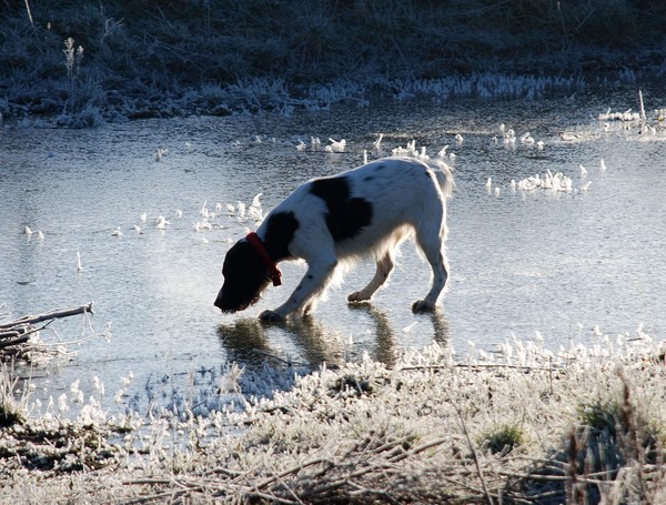 Walking on Ice