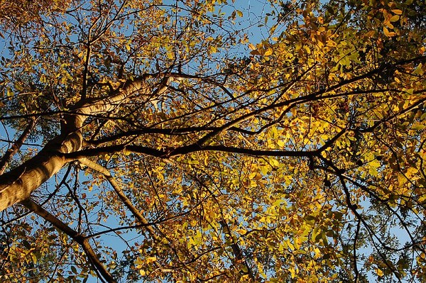 fall afternoon