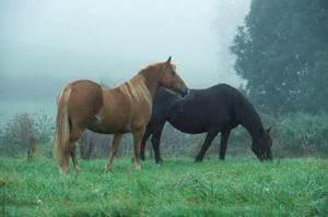 Horses in the Mist