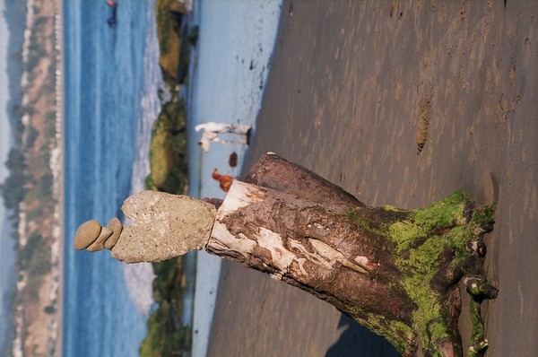treetrunk and rock