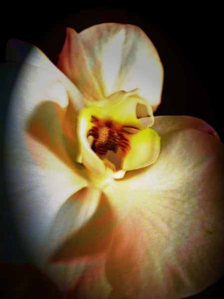 Orchid