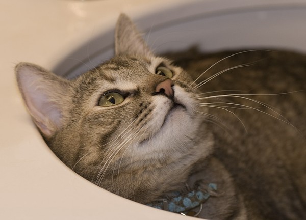 In The Sink
