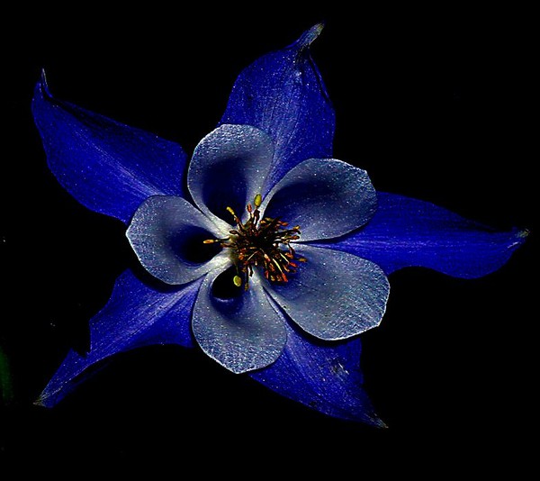 Columbine Starfish
