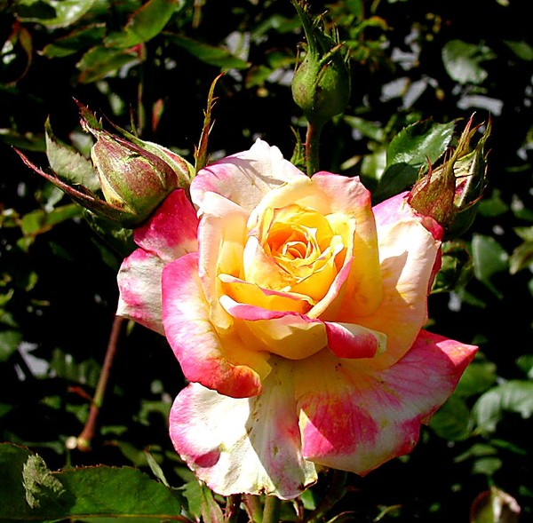Capitol Park 6