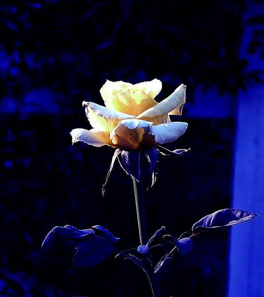 Gothic Rose