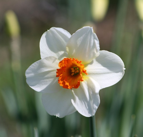 Spring Daffodil