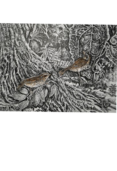 Puff throated babblers