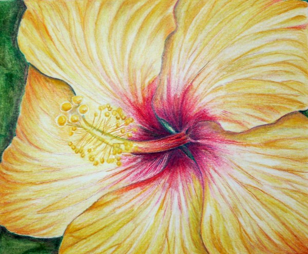 Yellow Hibiscus