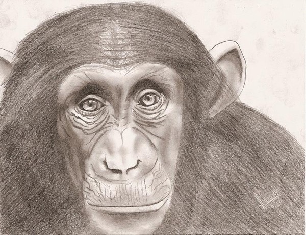 Albert's Monkey
