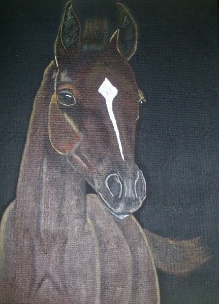 Bay Colt