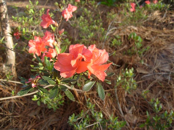 Blooms of Spring, Azala