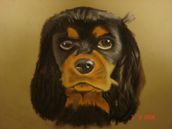 King Charles Spaniel