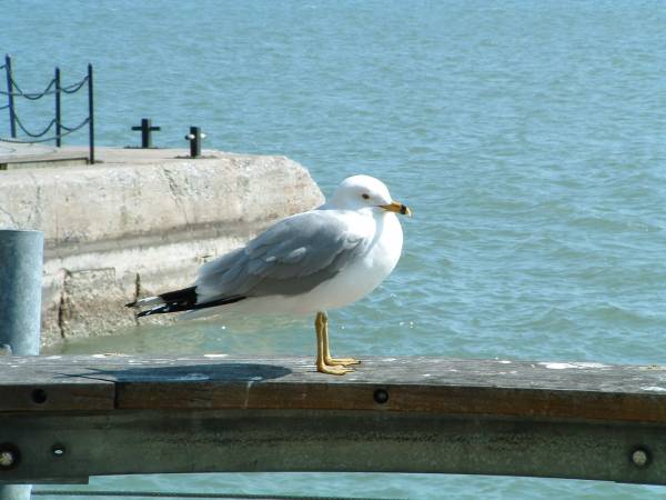 Bird