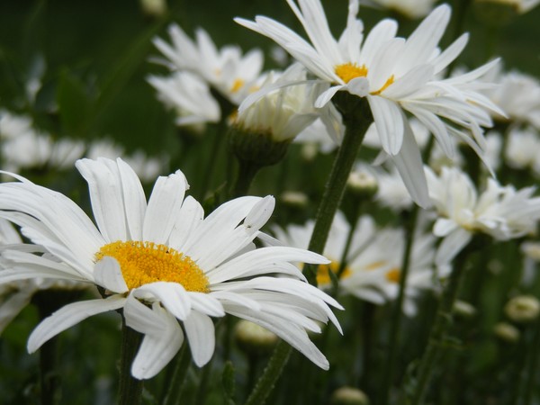 Daisy Dance