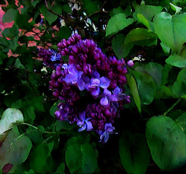 Lilac Tree