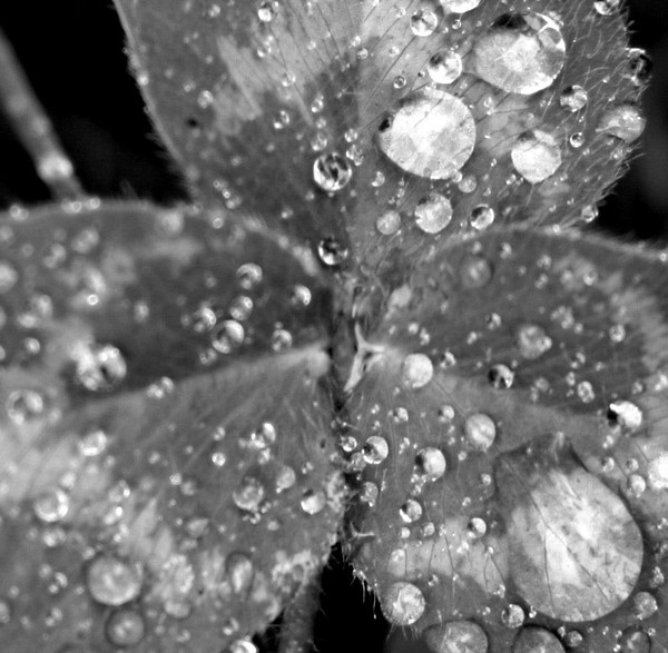 Raindrops_2