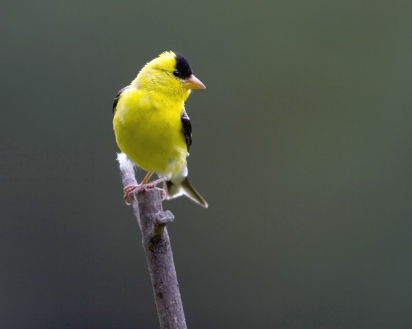 Male American Gold finch